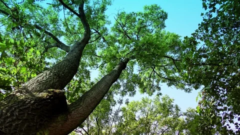 Trees in Forest on Autumn Day 動画素材 95440468
