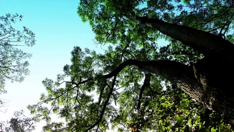 Trees in Forest on Autumn Day Stock Footage 95440536