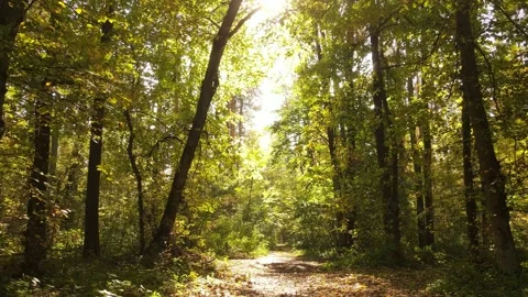 Trees in the forest on an autumn day Stock Footage 163077343