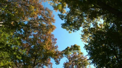 Trees in the forest in autumn Vídeos de archivo 526119