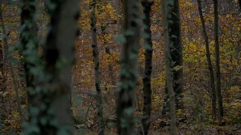 Trees in a forest in autumn Stock Footage 73888074