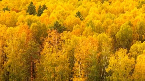 Trees in forest in autumn Video stock 81789959