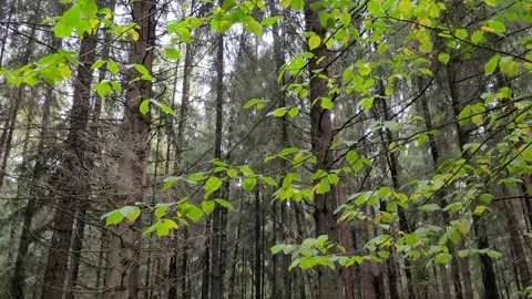 Trees in the forest in autumn Video stock 213594961