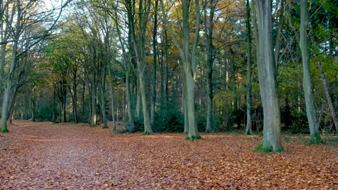 Trees in the forest in autumn 스톡 동영상 221687361