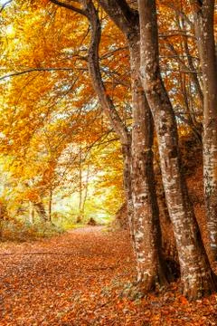 Trees in the forest at autumn 库存照片