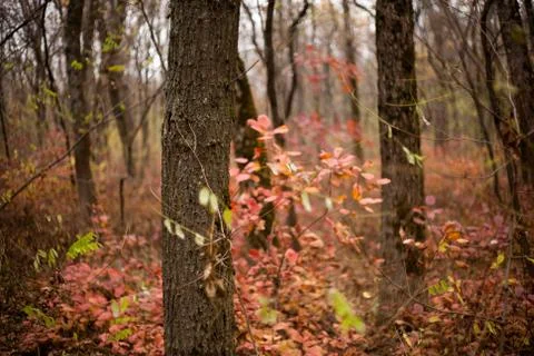 Trees in the forest,at autumn Stock Photos