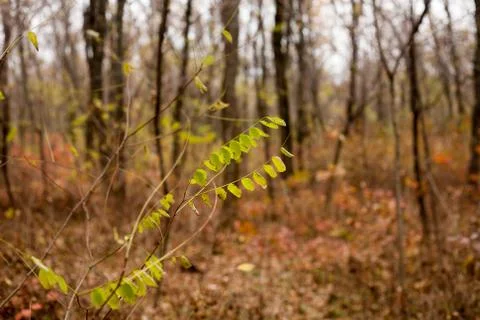 Trees in the forest,at autumn Stock Photos