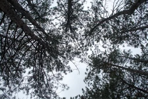 Trees in the forest,at autumn Stock Photos
