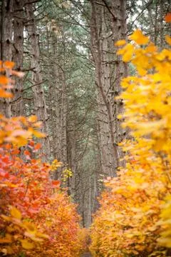 Trees in the forest,at autumn Foto stock