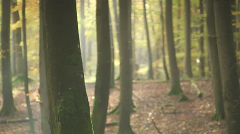 Trees In The Forest In Autumn - With Sharpness Shift Stock Footage 36837763