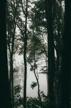 Trees in forest bachground 스톡 사진