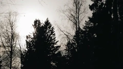 Trees in the forest on the background of a beautiful sunset sky Stock Footage 156266470