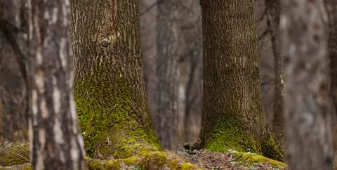 Trees forest background Stock Photos