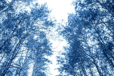 Trees in the forest background 스톡 사진