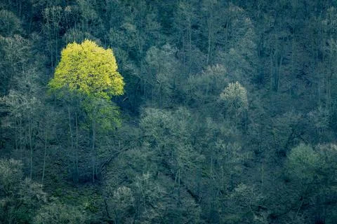 Trees in the forest, background Stock Photos