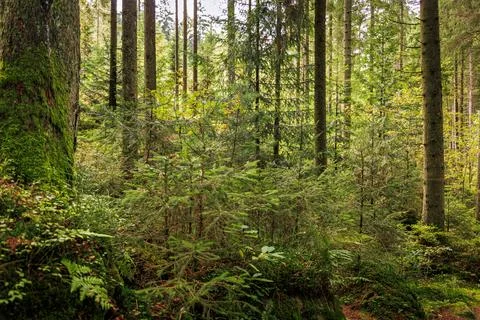 Trees in the forest in the Bavarian Forest. Stock Photos