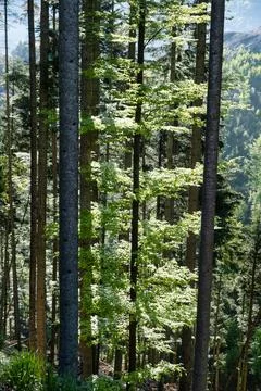 Trees in the forest. Beautiful summer forest with trees. Vertical image Photos