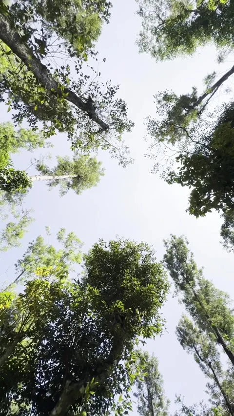 Trees in a forest from below in India. Nature. Greenery. Stock Footage 273206715