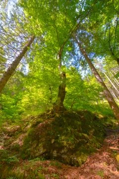 Trees in a forest from below, low angle perspective Stock Photos