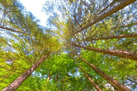 Trees in a forest from below, low angle perspective Stock Photos
