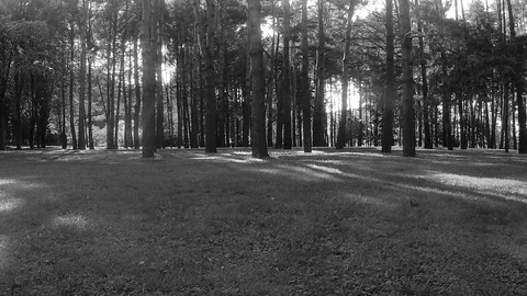 Trees in the forest black and white timelapse Stockbeeldmateriaal 81606126
