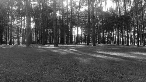 Trees in forest black and white timelapse Stock Footage 81606373