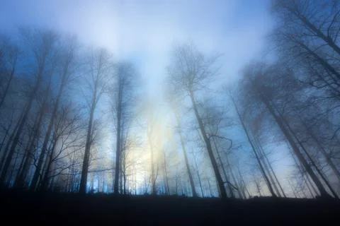 Trees of a forest in Blue misty light Stock Photos
