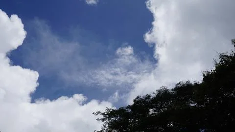 Trees in the forest with blue sky background, Indonesia. Stock Photos
