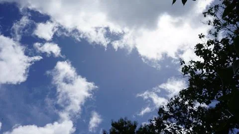 Trees in the forest with blue sky background, Indonesia. Stock Photos