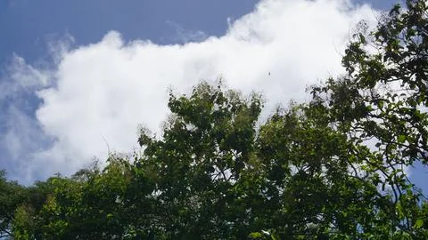Trees in the forest with blue sky background, Indonesia. Stock Photos