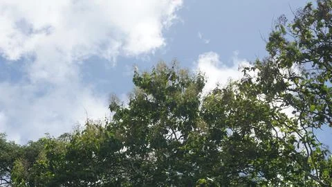 Trees in the forest with blue sky background, Indonesia. Stock Photos