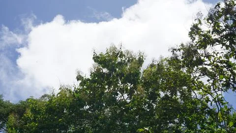 Trees in the forest with blue sky background, Indonesia. Stock Photos