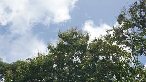 Trees in the forest with blue sky background, Indonesia. Stock Photos