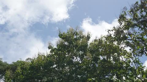 Trees in the forest with blue sky background, Indonesia. Stock Photos