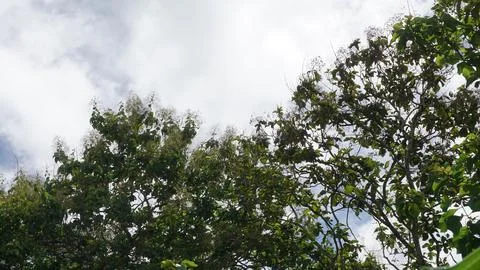 Trees in the forest with blue sky background, Indonesia. Stock Photos