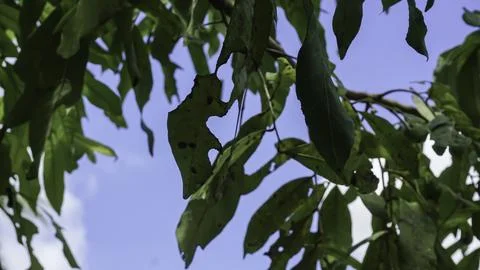 Trees in the forest with blue sky background, Indonesia. Stock Photos