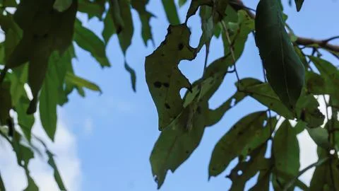 Trees in the forest with blue sky background, Indonesia. Stock Photos