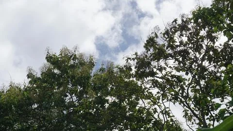 Trees in the forest with blue sky background, Indonesia. Stock Photos
