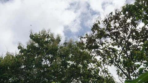 Trees in the forest with blue sky background, Indonesia. Stock Photos
