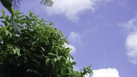 Trees in the forest with blue sky background, Indonesia. Stock Photos