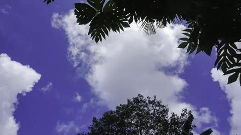 Trees in the forest with blue sky background, Indonesia. Stock Photos