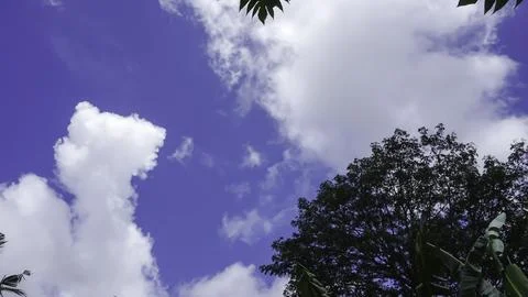 Trees in the forest with blue sky background, Indonesia. Stock Photos