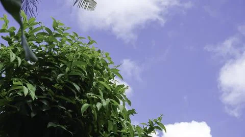 Trees in the forest with blue sky background, Indonesia. Stock Photos