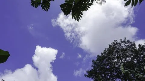 Trees in the forest with blue sky background, Indonesia. Stock Photos