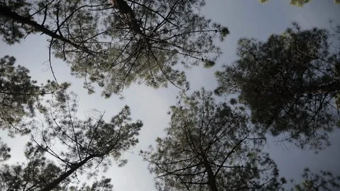 Trees in the forest from bottom angle 2 Stock Footage