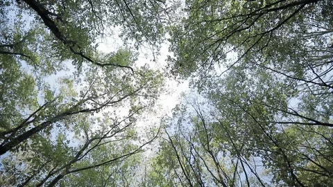 Trees in the forest from bottom angle Stock Footage 127142517