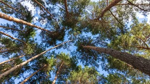 Trees in the forest, bottom top view Stock Photos
