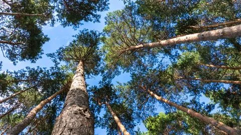 Trees in the forest, bottom top view Stock Photos