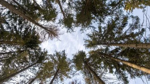 Trees in the forest, bottom view, birch and poplar with thin trunks and green 스톡 사진
