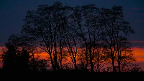 Trees Forest Branches Foliage Woods Landscape, Video stock 238411132